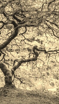 Szary + Sepia