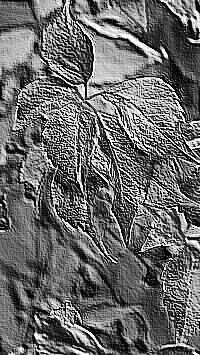 Skamielina