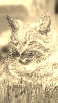 Sepia + Negatyw