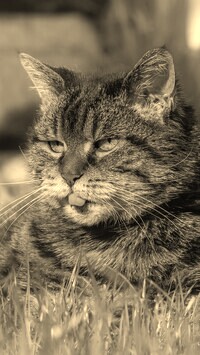 Sepia