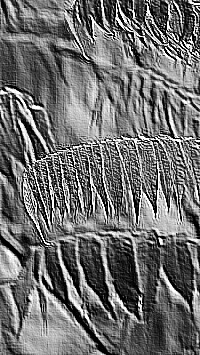 Skamielina
