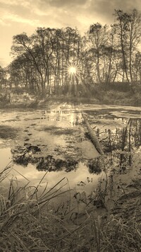 Szary + Sepia