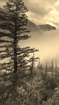 Szary + Sepia