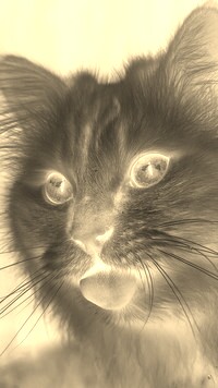 Sepia + Negatyw