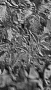 Skamielina