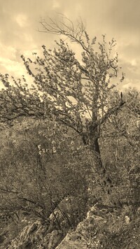 Szary + Sepia