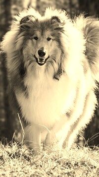 Sepia