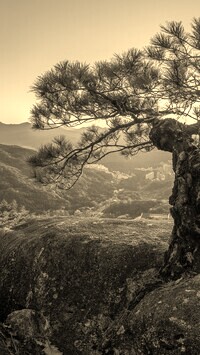 Szary + Sepia