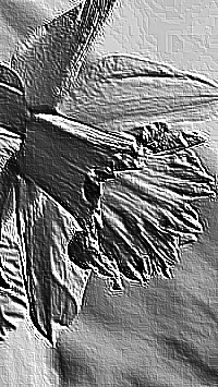 Skamielina
