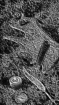 Skamielina