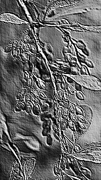 Skamielina