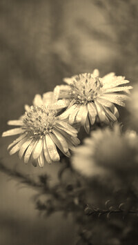 Szary + Sepia