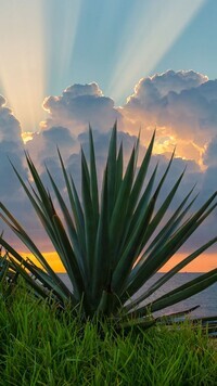 Oryginalny obrazek