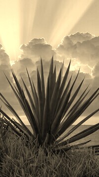 Szary + Sepia