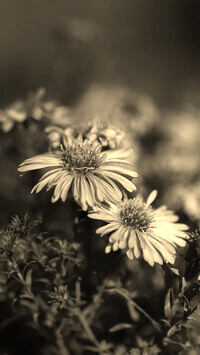 Szary + Sepia