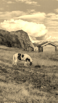 Szary + Sepia