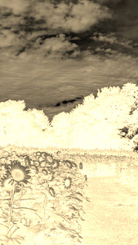 Sepia + Negatyw