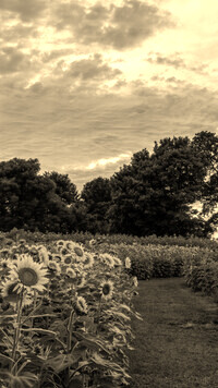 Szary + Sepia