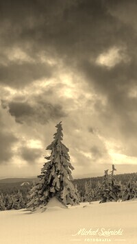 Szary + Sepia