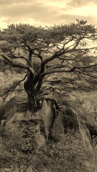 Szary + Sepia