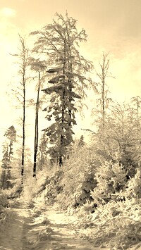 Szary + Sepia
