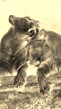 Sepia + Negatyw