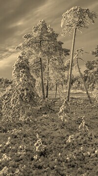 Szary + Sepia