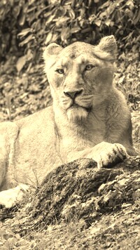 Szary + Sepia