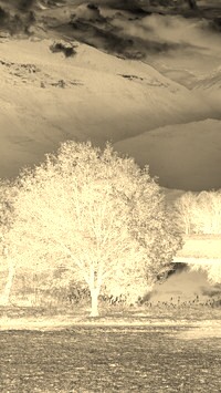 Sepia + Negatyw
