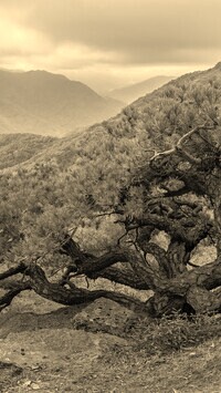 Sepia