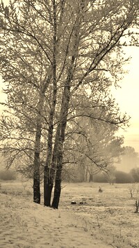 Szary + Sepia