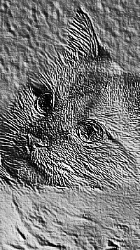 Skamielina