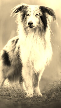 Szary + Sepia