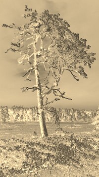 Sepia + Negatyw
