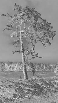 Szary + Negatyw