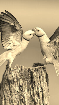Szary + Sepia