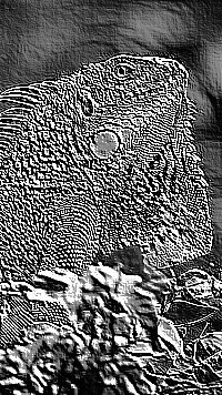 Skamielina