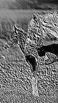 Skamielina