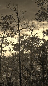 Szary + Sepia