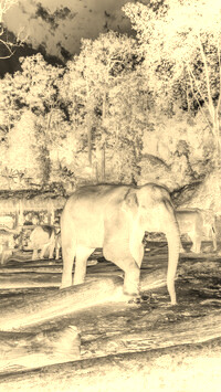 Sepia + Negatyw