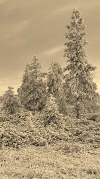 Szary + Sepia