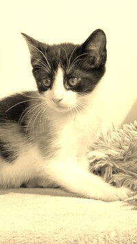 Szary + Sepia