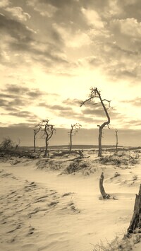 Szary + Sepia