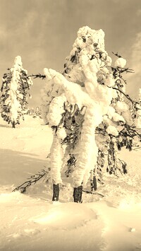 Szary + Sepia
