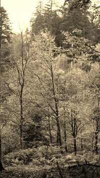 Szary + Sepia