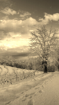 Szary + Sepia