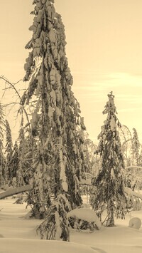 Szary + Sepia