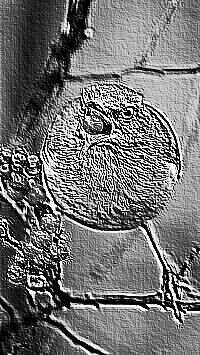 Skamielina