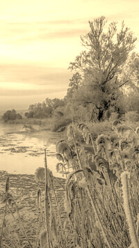 Sepia
