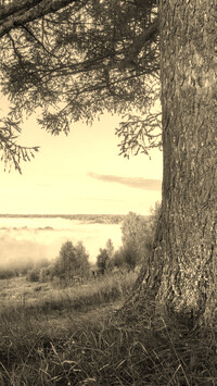 Sepia